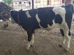  Vând vițel 