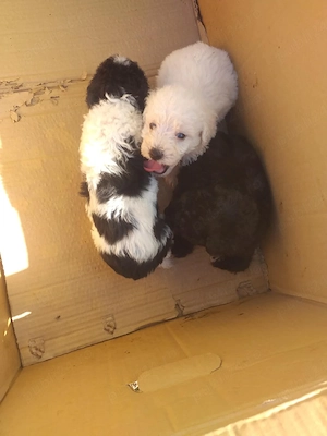Căței bichon maltez 
