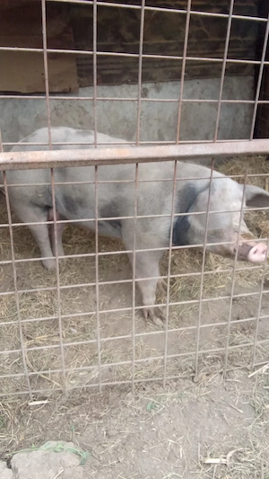 Vând purceluși 2 luni și porc de taiat - imagine 3