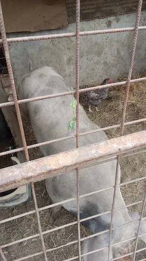 Vând purceluși 2 luni și porc de taiat - imagine 2