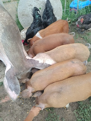 Vând purceluși 2 luni și porc de taiat