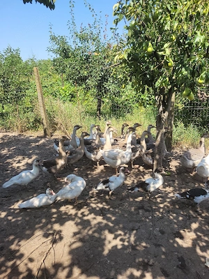 gâște si rațe de vanzare