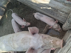 Vand purcei de 6 săptămâni 