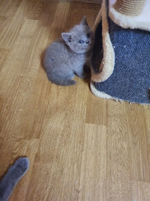 British shorthair Lila - imagine 2