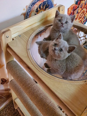 British shorthair Lila - imagine 3