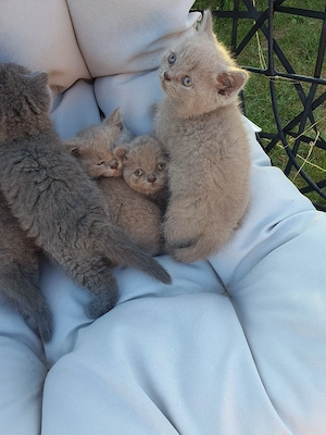 British shorthair Lila - imagine 4
