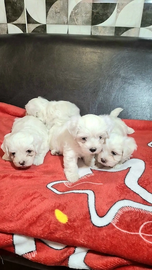 Pui de bichon maltez 