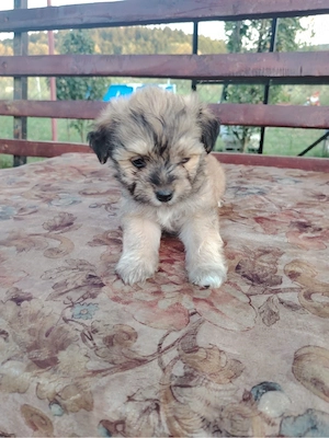 Căței jacterier și un bichon