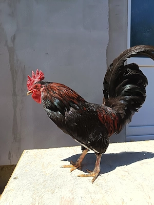 cocosi  americani pitici