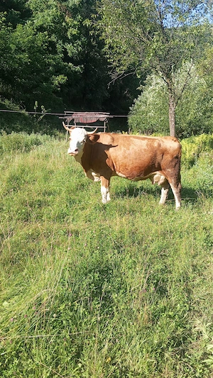 Vacă de vânzare... 