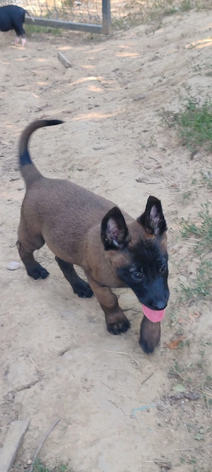 Pui Ciobanesc belgian 