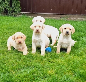 Labrador Retriever Pui