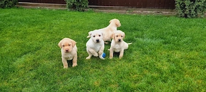 Labrador Retriever Pui - imagine 4