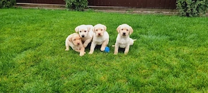 Labrador Retriever Pui - imagine 3