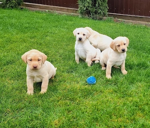 Labrador Retriever Pui - imagine 2