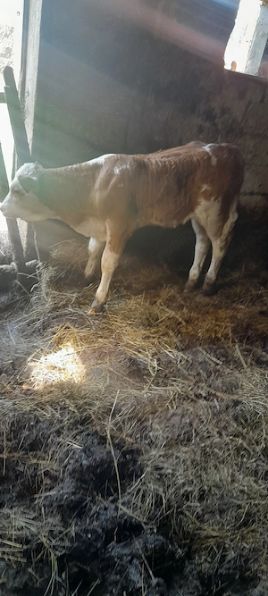 vițică balțata de 5 saptamâni