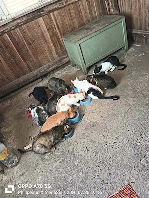 Donați De Hrană Pentru Pisicile Care Sunt În Grija Mea - imagine 3