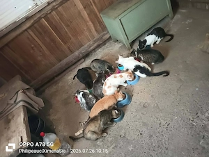 Donați De Hrană Pentru Pisicile Care Sunt În Grija Mea - imagine 5
