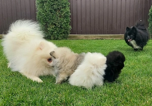 Pomeranian Puiuti pentru tine ! - imagine 4