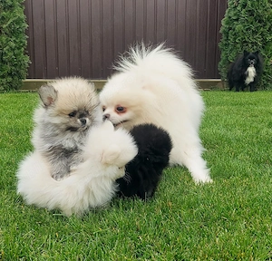 Pomeranian Puiuti pentru tine ! - imagine 5