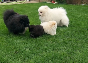 Pomeranian Puiuti pentru tine ! - imagine 3