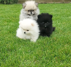 Pomeranian Puiuti pentru tine ! - imagine 2