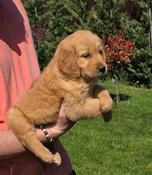 Golden Retriever Mega Prietenos - imagine 4