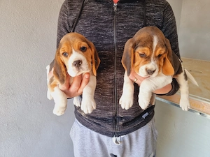 Puiuti de Beagle Vaccinati si deparazitati - imagine 2