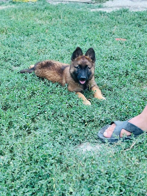 Pui Ciobănesc Belgian Malinois   femelă - imagine 3