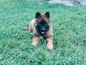 Pui Ciobănesc Belgian Malinois   femelă - imagine 5