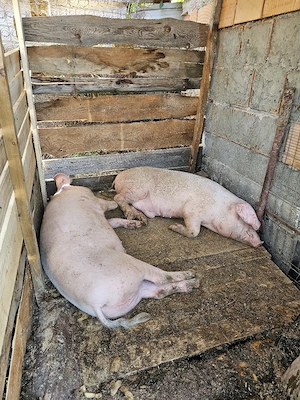 porci de carne  - imagine 3