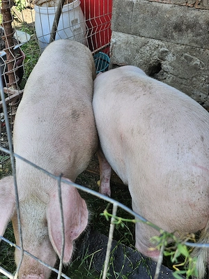 porci de carne 