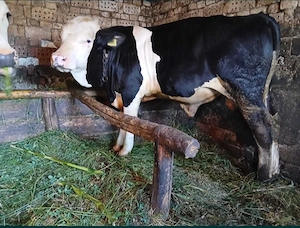  Vițel de vânzare   sănătos și bine crescut