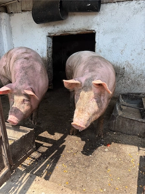 Porci de vanzare