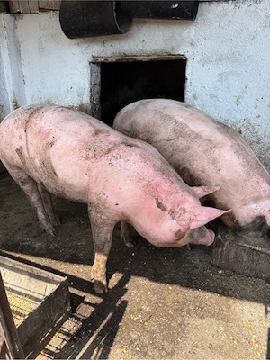 Porci de vanzare - imagine 3