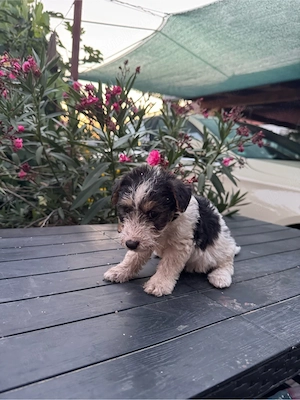 Vând cațeii fox terrier  - imagine 4