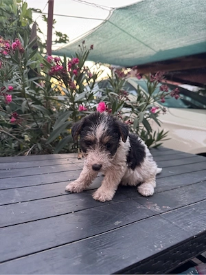 Vând cațeii fox terrier  - imagine 5