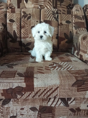 Bichon talie mică cu Carnet si vaccin  - imagine 2