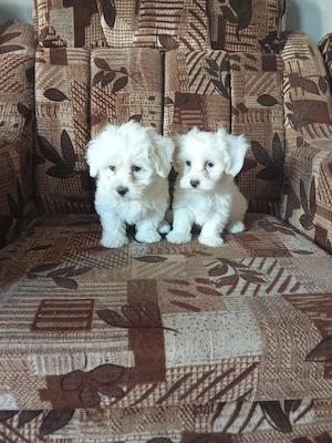 Bichon talie mică cu Carnet si vaccin  - imagine 3