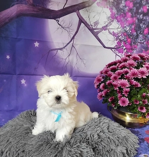 Bichon Maltez de inalta calitate genetica, parinti cu pedigree, arbitrati in Expo - imagine 2