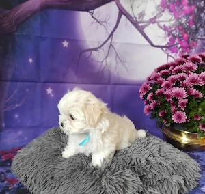 Bichon Maltez de inalta calitate genetica, parinti cu pedigree, arbitrati in Expo - imagine 3