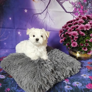 Bichon Maltez de inalta calitate genetica, parinti cu pedigree, arbitrati in Expo - imagine 4
