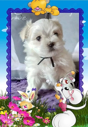 Bichon Maltez de elita, genetică deosebita, 2 luni, vaccin, deparazitare  - imagine 2