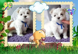 Bichon Maltez de elita, genetică deosebita, 2 luni, vaccin, deparazitare  - imagine 3