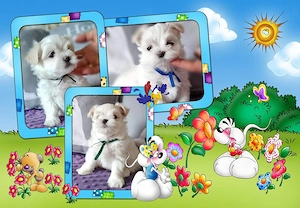 Bichon Maltez de elita, genetică deosebita, 2 luni, vaccin, deparazitare 