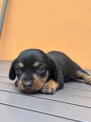 Pui teckel negru cu maro