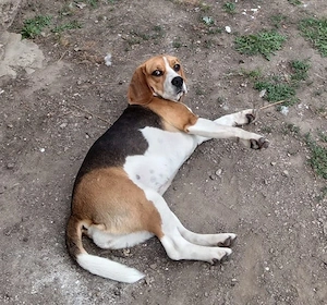 caine rasa pura Beagle - imagine 2