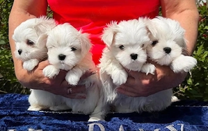 Bichon Maltez rasa pura, parinti cu pedigree, arbitrati in expo, vaccin, deparazitare, carnet