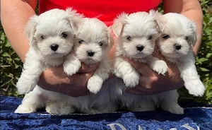 Bichon Maltez rasa pura, parinti cu pedigree, arbitrati in expo, vaccin, deparazitare, carnet - imagine 2