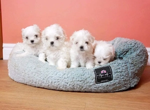 Bichon Maltez - genetică pură - canisa autorizata, producator direct 